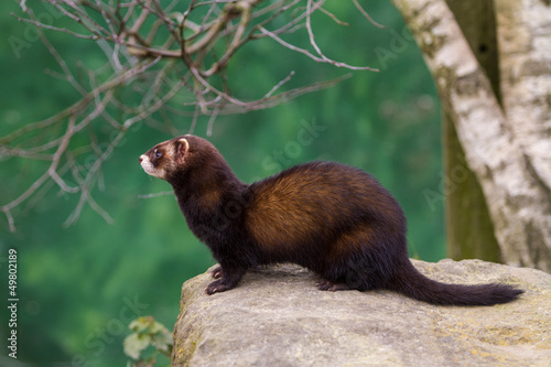 Konstfotografi Polecat