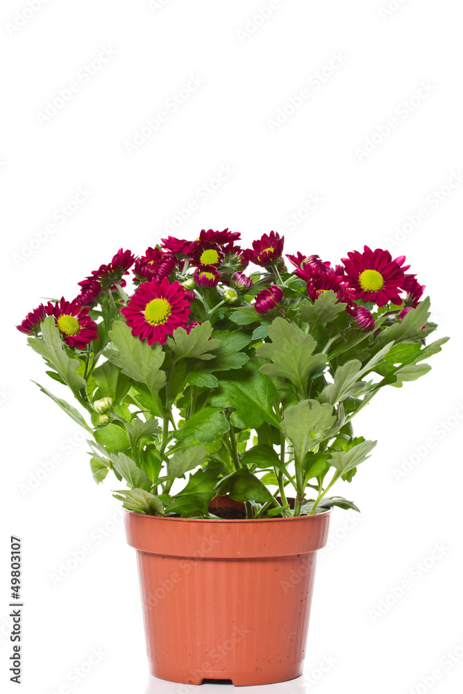Chrysanthemums Chrysanthemums
