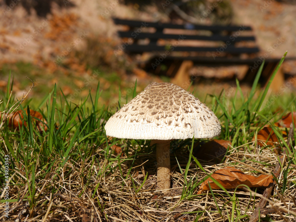 Pilz vor Sitzbank Pilz vor Sitzbank