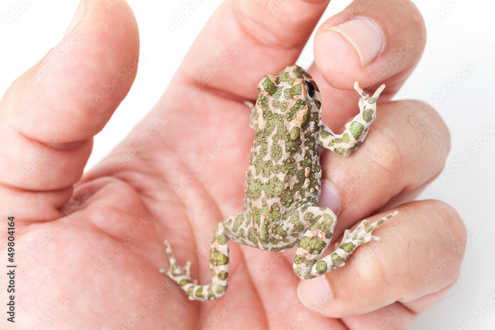 Green toad (Bufo viridis) isolated on white background