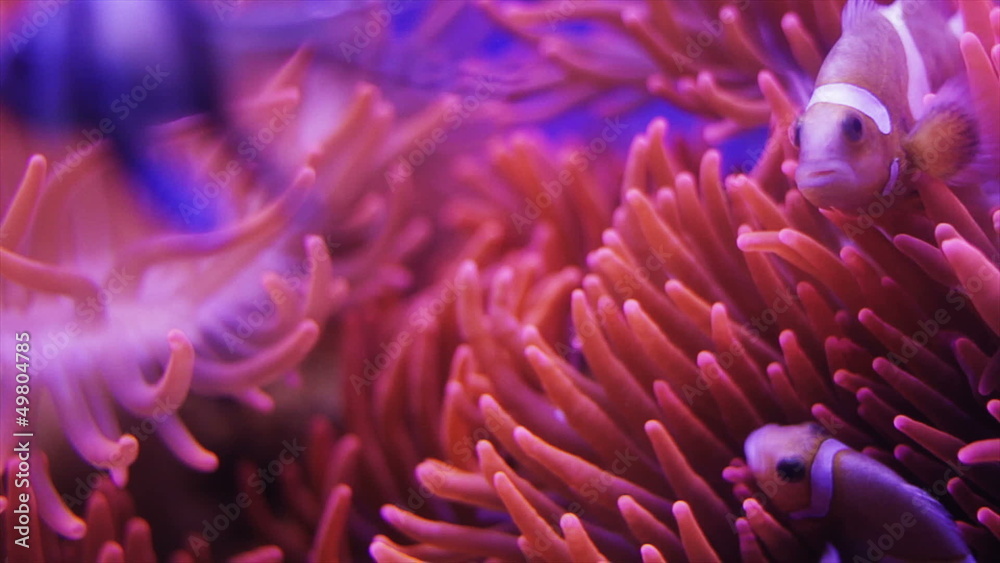 Clownfishes nestled in a magnificent red anemone Clownfishes nestled in a magnificent red anemone
