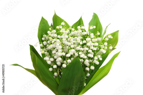 Fototapeta Naklejka Na Ścianę i Meble -  Lily of the valley