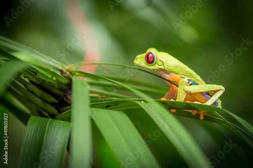 Red Eyed Green Tree Frog photo