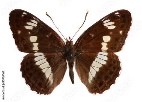 The white admiral (Liminitis camilla)