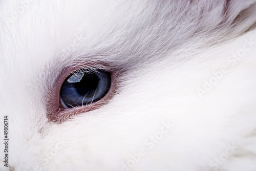 eye of a white rabbit