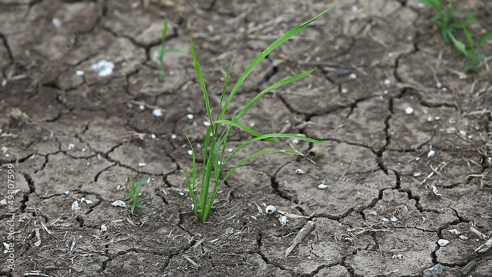 Shallow green bush on a background of dry ground. Shallow green bush on a background of dry ground.