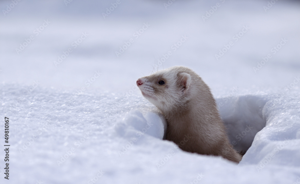 Obraz premium ferret