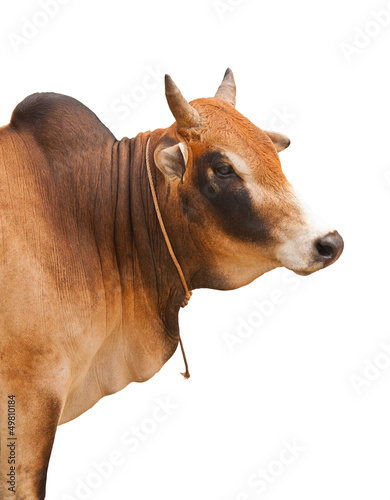 Portrait of an ox isolated on white background