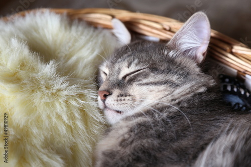 a gray cat / kitten sleeping in basket