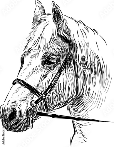 horse head