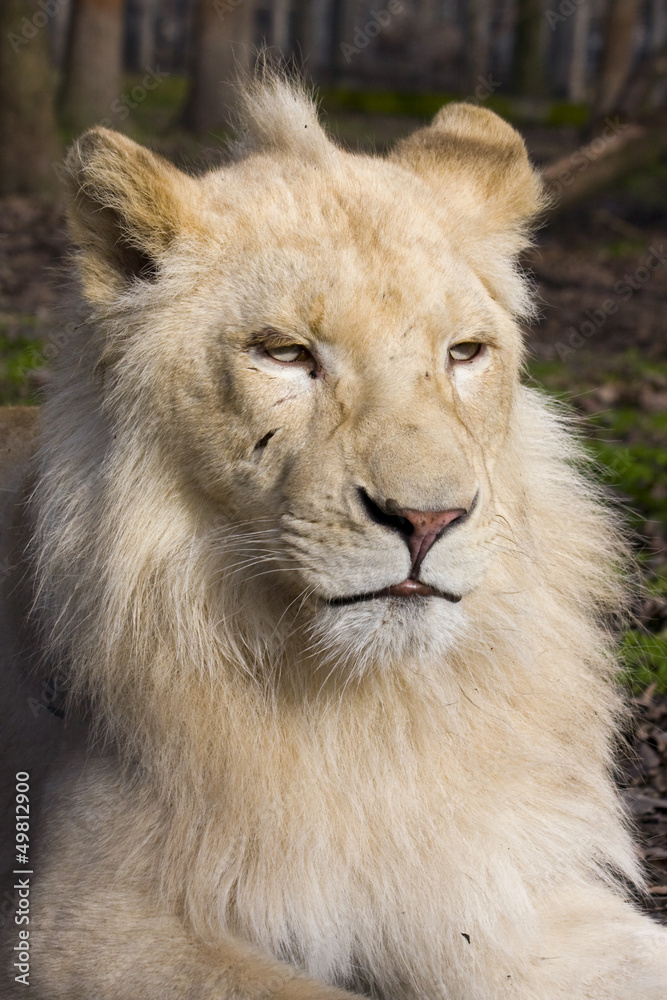 Male white lion (Panthera leo krugeri)