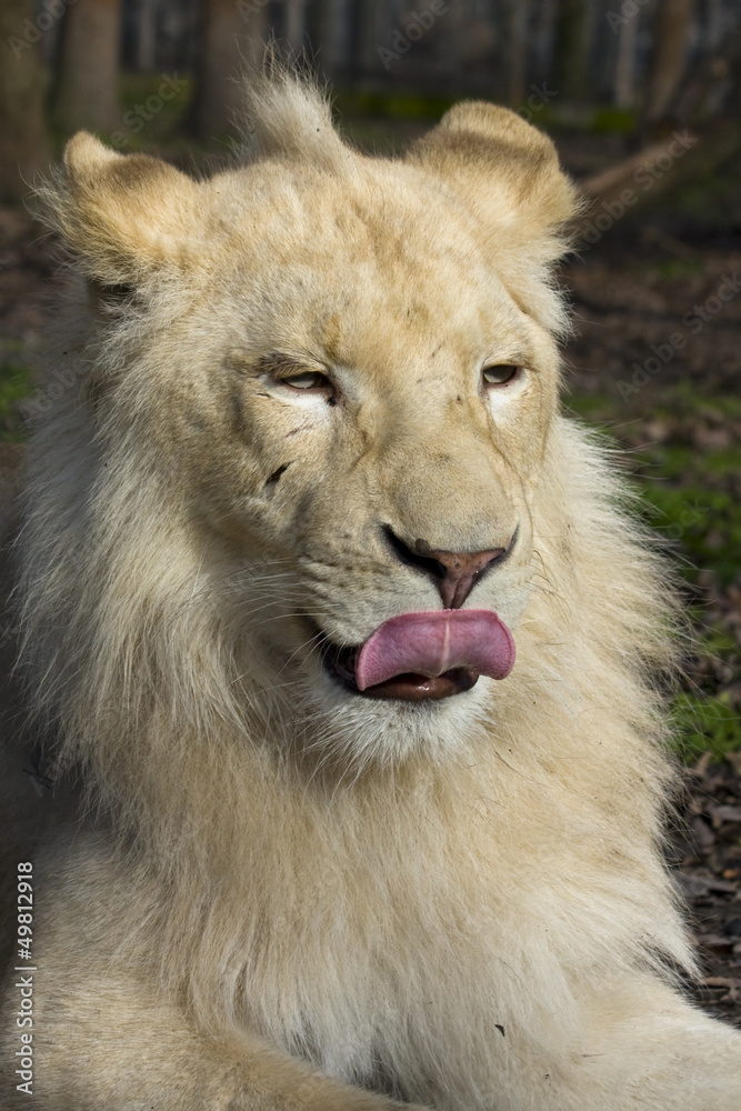 Male white lion (Panthera leo krugeri) Male white lion (Panthera leo krugeri)