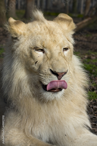 Fototapeta Naklejka Na Ścianę i Meble -  Male white lion (Panthera leo krugeri)