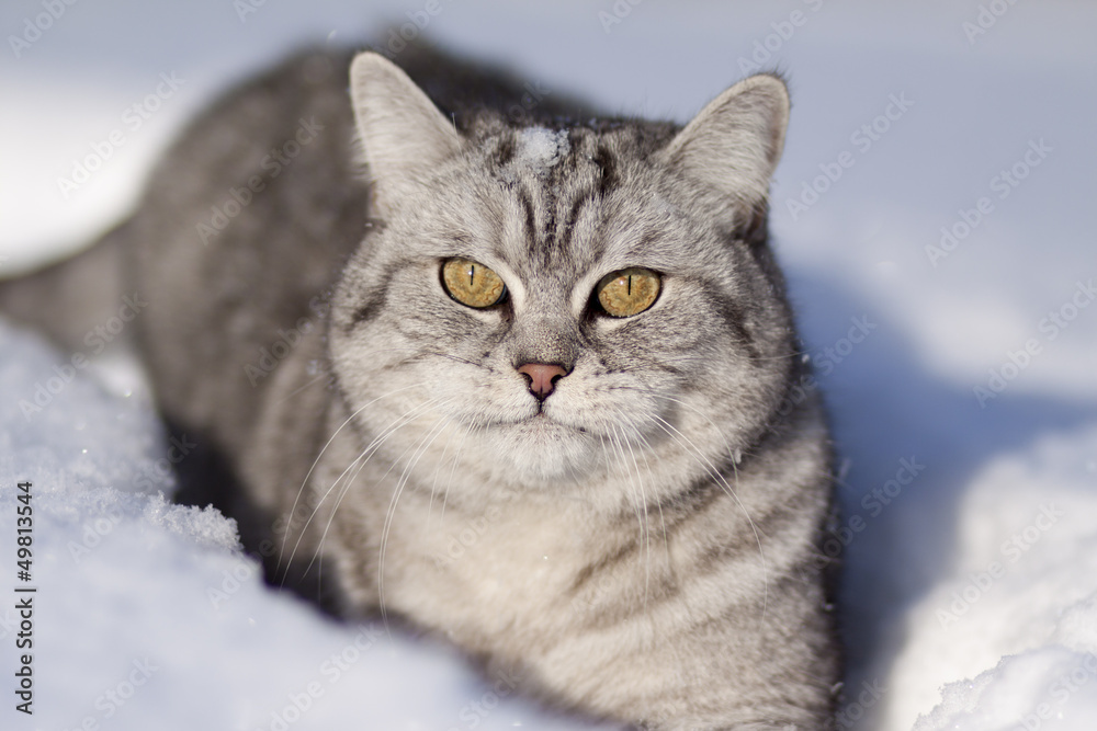 Cat in the snow Cat in the snow