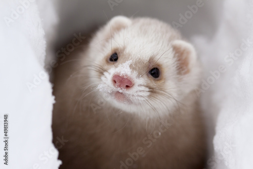 ferret photo