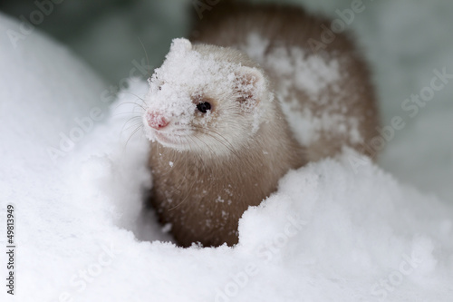ferret