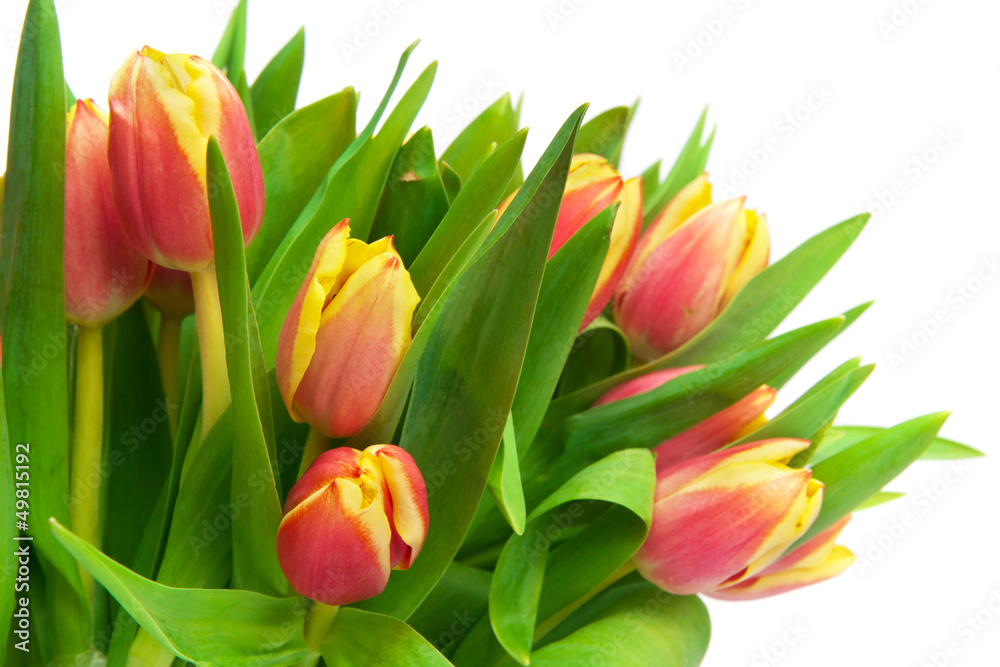 tulips tulips