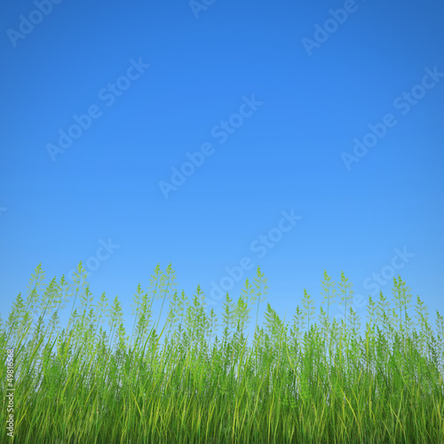 grass and sky
