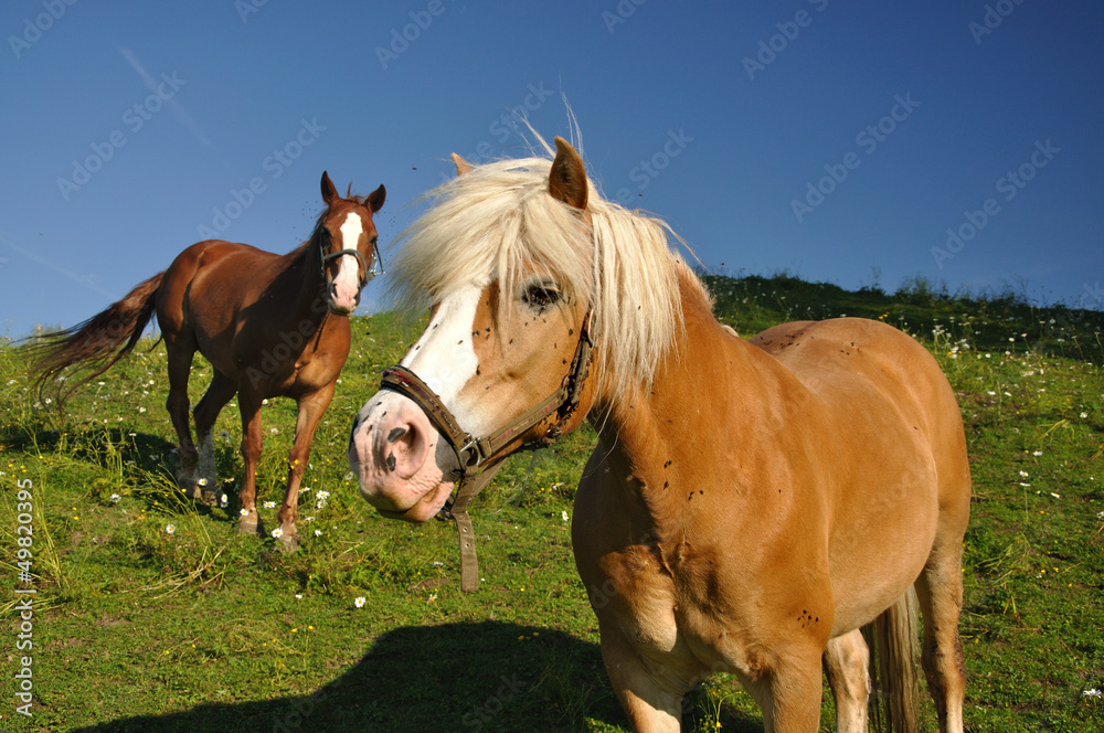 Obraz premium Pferde