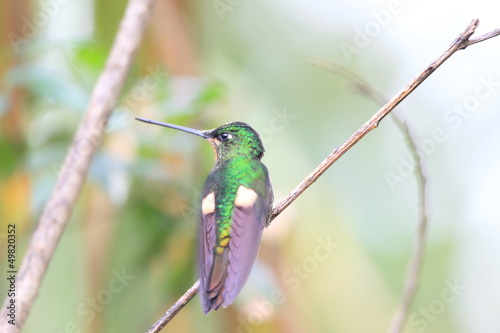 Buff-winged Starfrontlet  photo