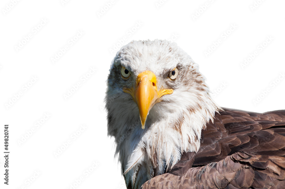 Obraz premium Bald eagle isolated