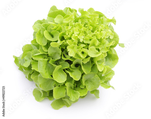 Hydroponic vegetable (Green Oak) on white background