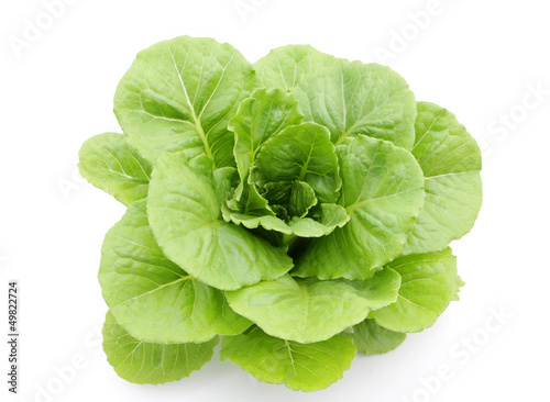 Hydroponic vegetable (Green Cos) on white background