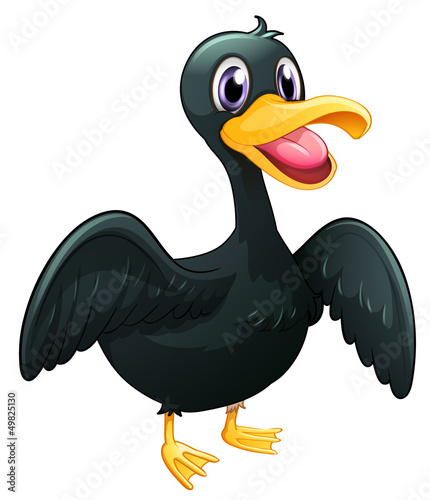 A  black duck