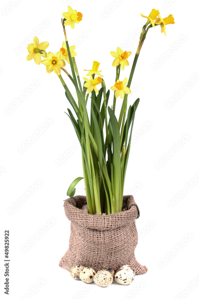 Yellow daffodils Yellow daffodils