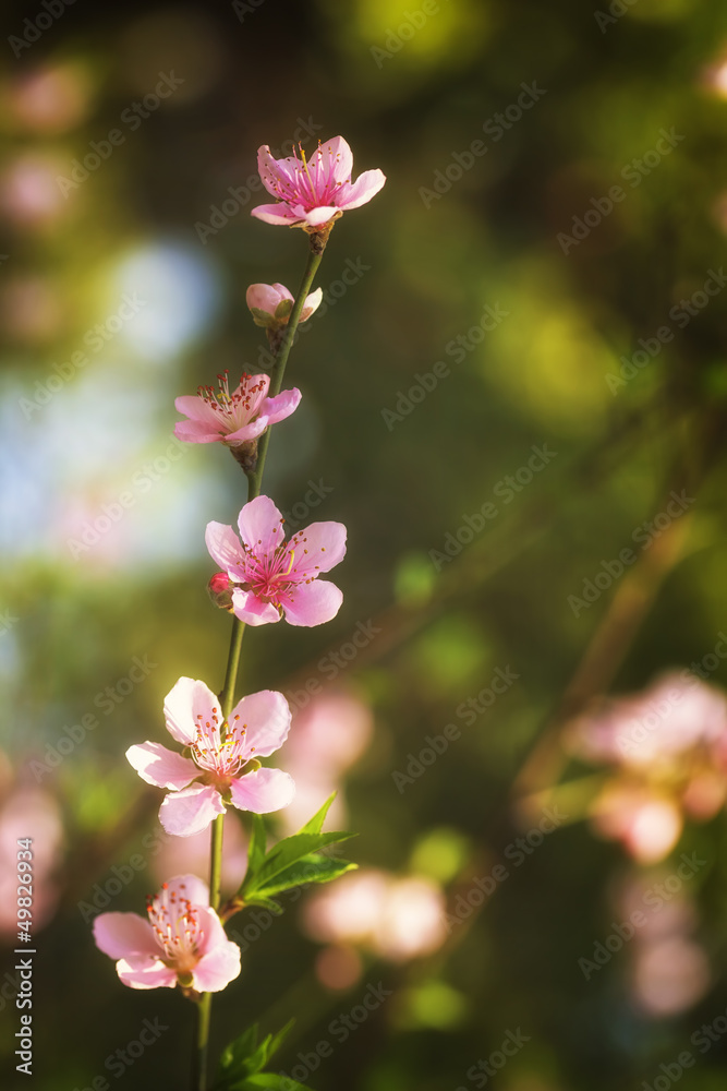 Obraz premium Pink plum blossoms