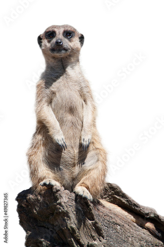 Papier peint Portrait of a meerkat