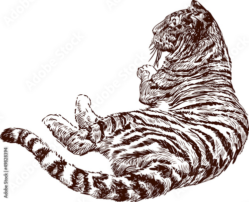 Fototapeta Naklejka Na Ścianę i Meble -  lying tiger