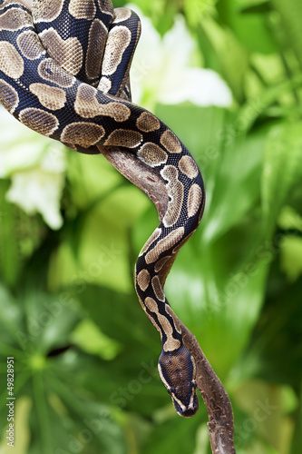 Royal Python on a branch