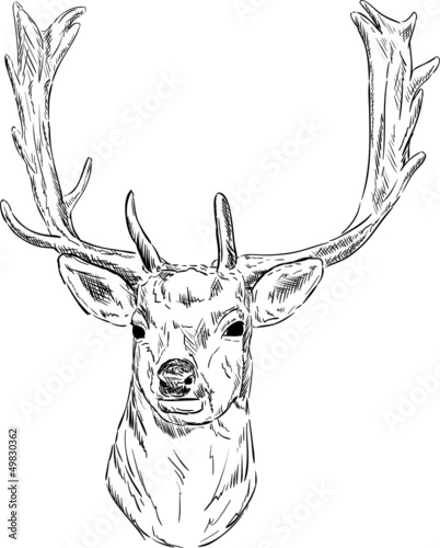 fallow deer photo