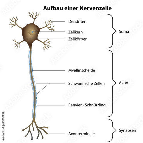 Aufbau einer Nervenzelle