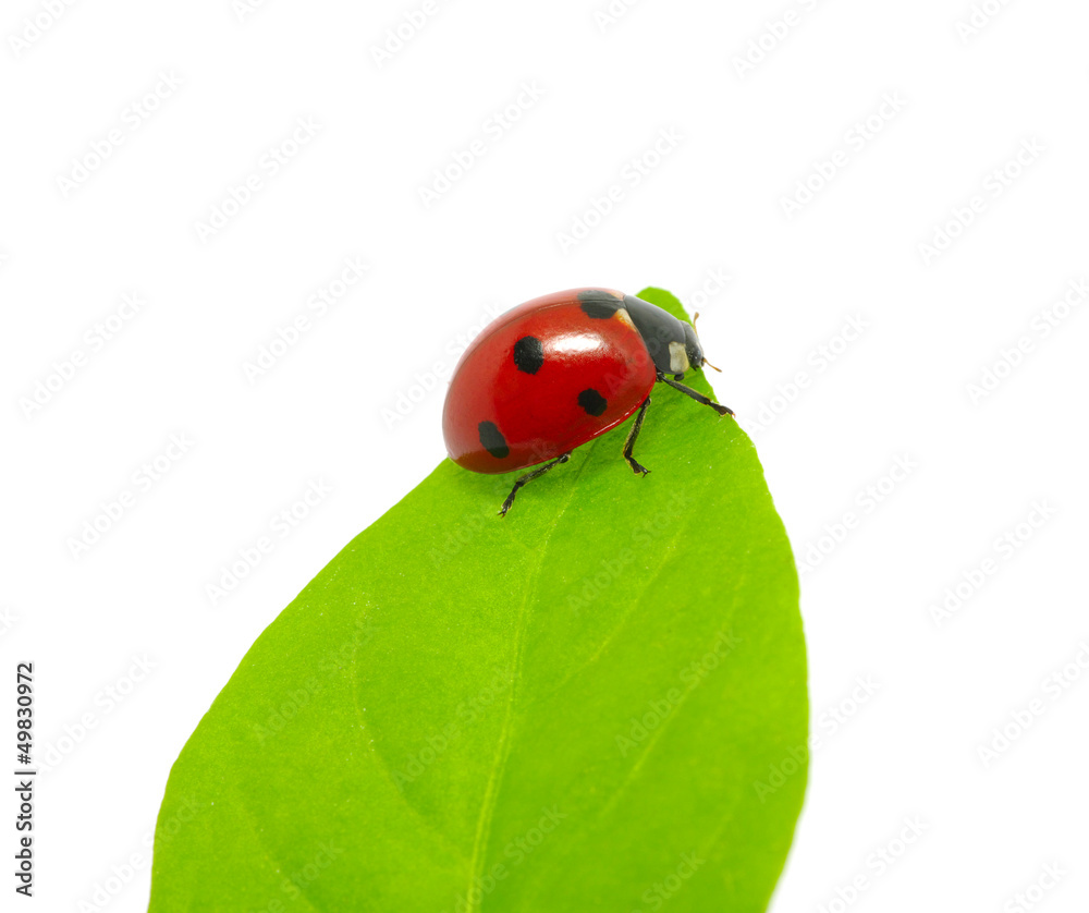 ladybug ladybug