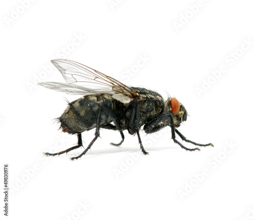 macro of fly