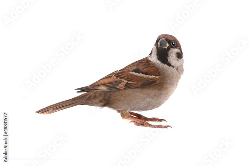 sparrow