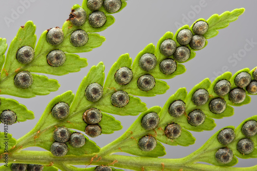 fern leaf photo