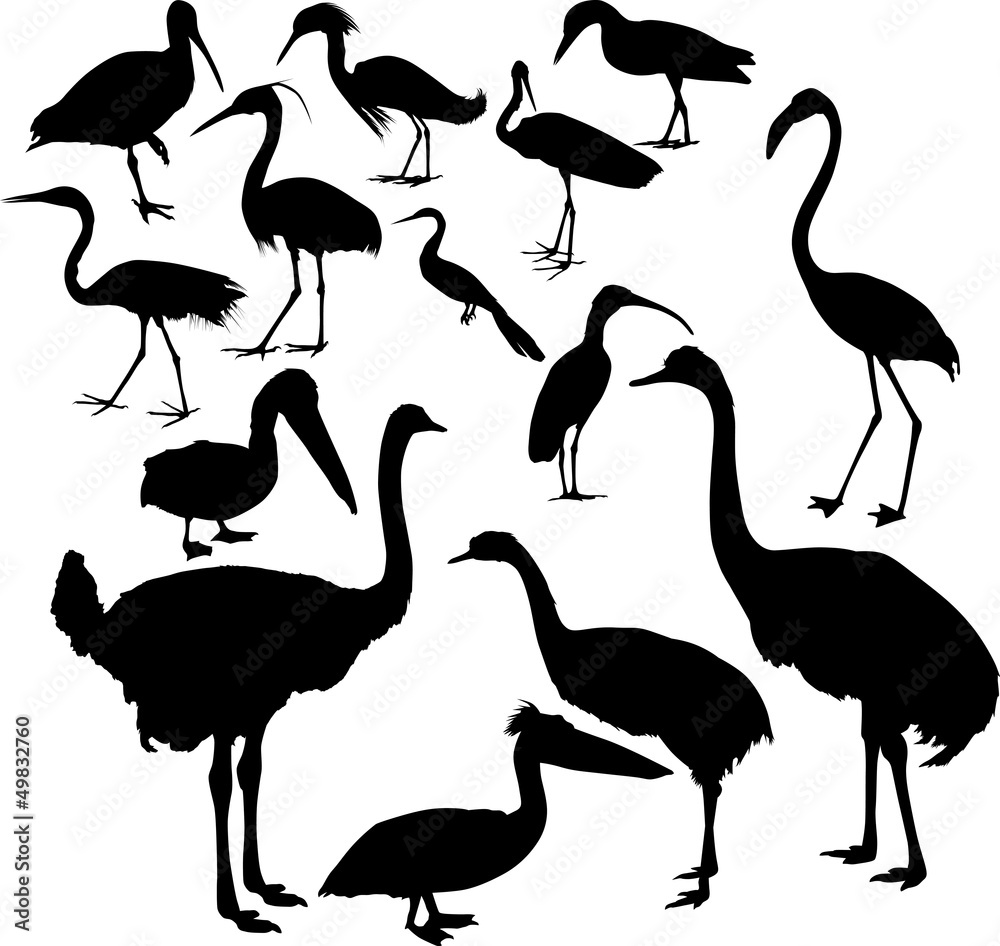 Fototapeta premium fourteen different bird silhouettes collection
