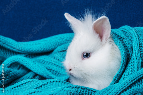 Photography little cute white rabbit in a soft scarf