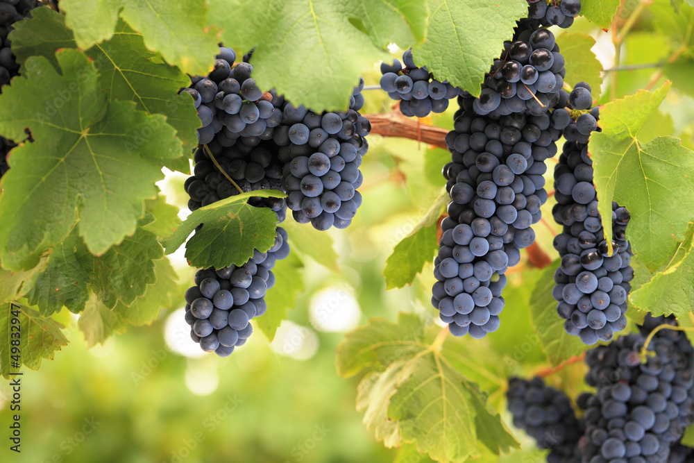 Bunches of ripe red grapes on vine