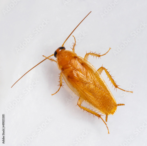 Smooth cockroach - Symploce pallens © smuay