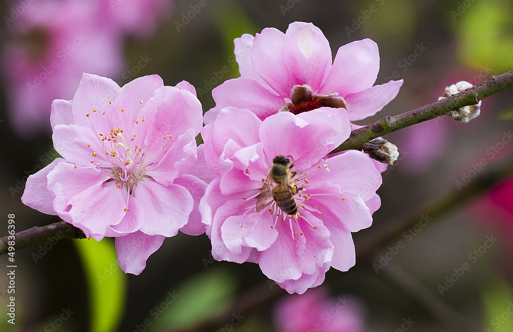 peach flowers