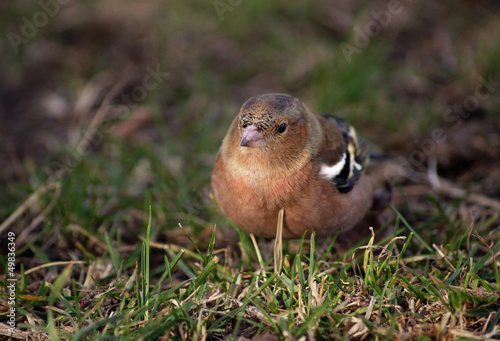 Vögel. Bergfink