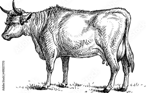 standing cow