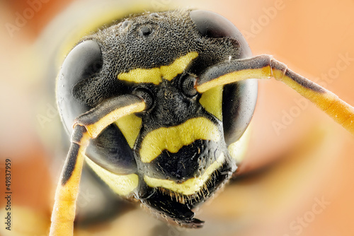 Testa di vespa