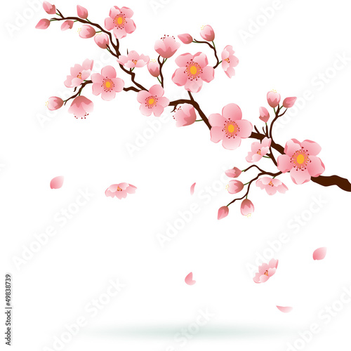 Cherry blossom with falling petals.