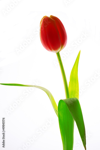 Fototapeta Naklejka Na Ścianę i Meble -  Tulpe