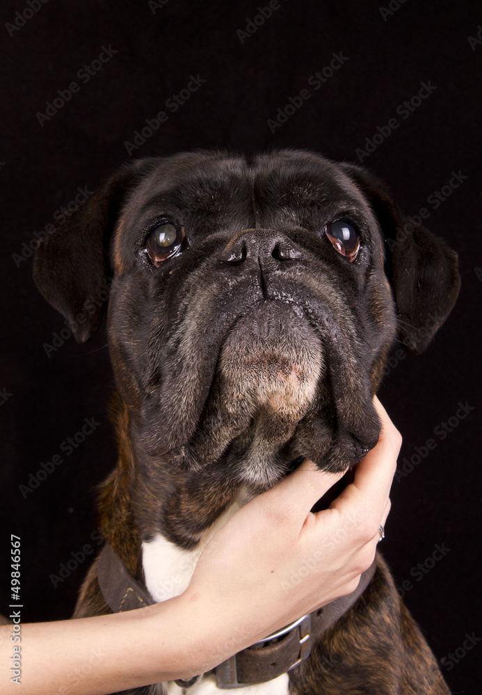 old boxer